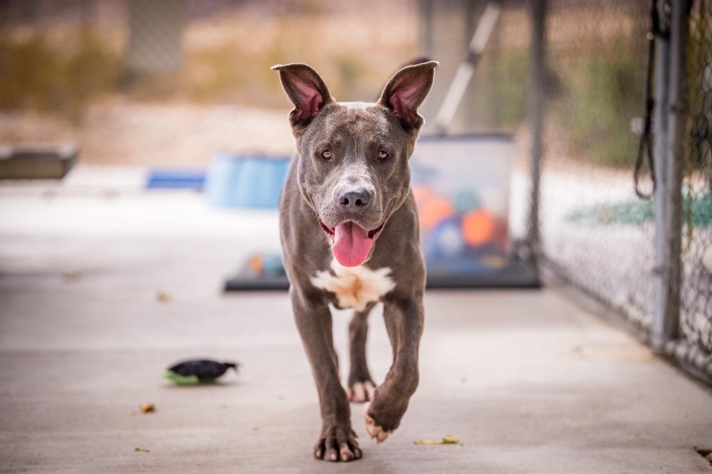 Enlarge Golaith, a Adoptable mixed breed in Twentynine Palms, CA image 5/6