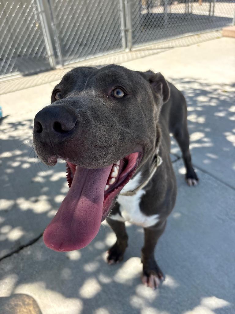 Enlarge Golaith, a Adoptable mixed breed in Twentynine Palms, CA image 6/6