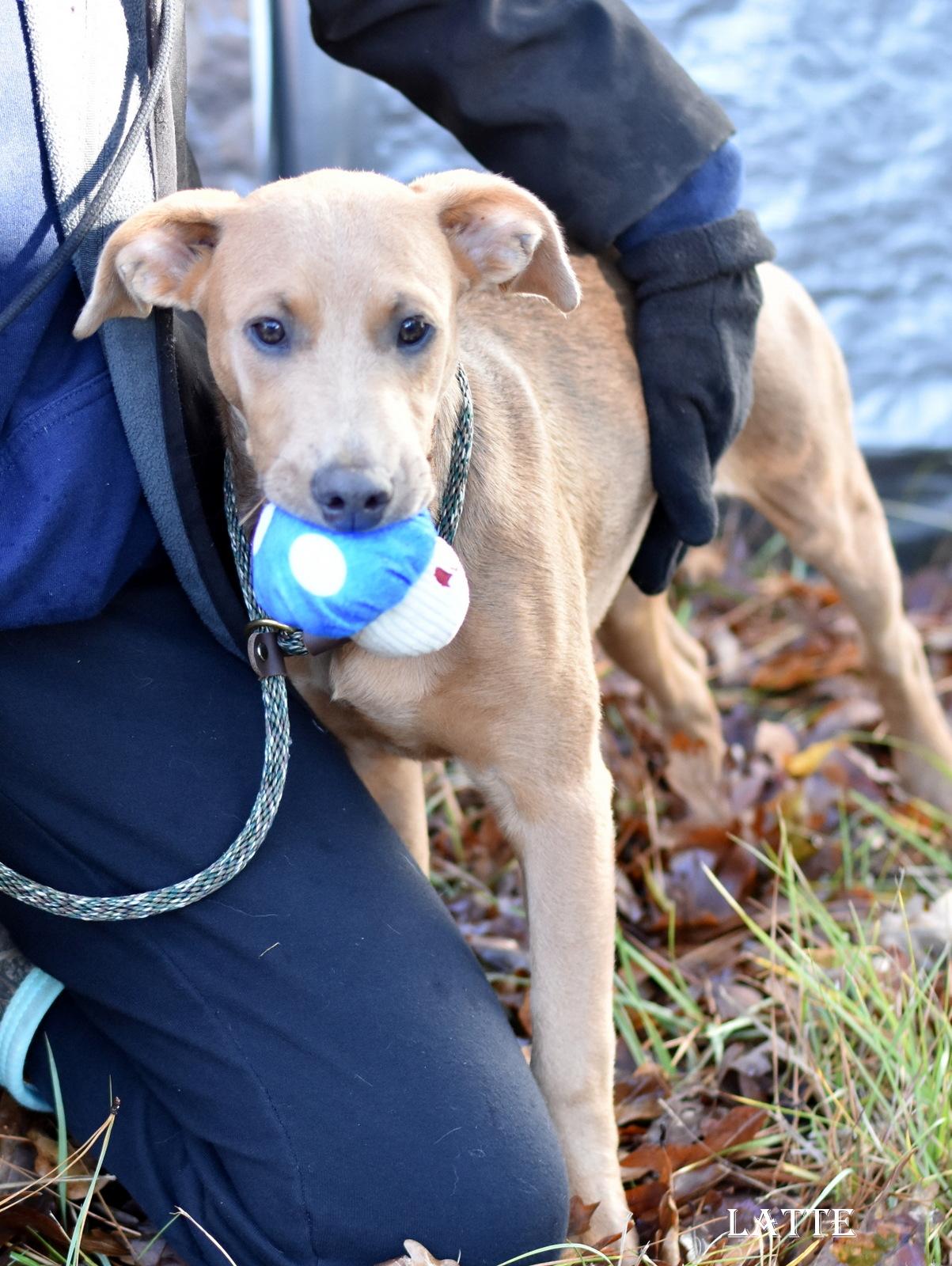 Enlarge Latte, an adoptable mixed breed in Hillsboro , OR image 3/5