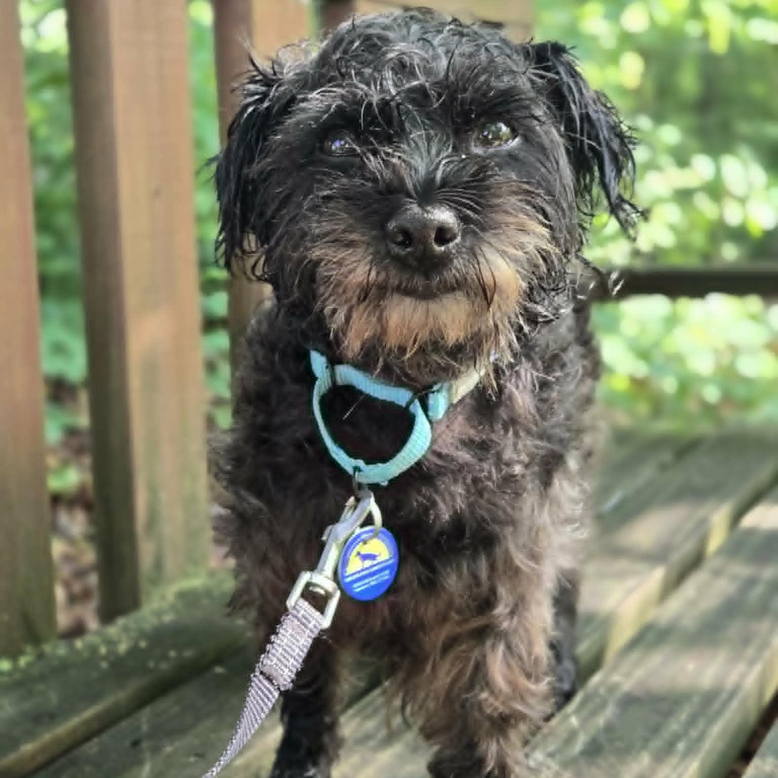 Enlarge Ginny, an adoptable mixed breed in Severn, MD image 2/5