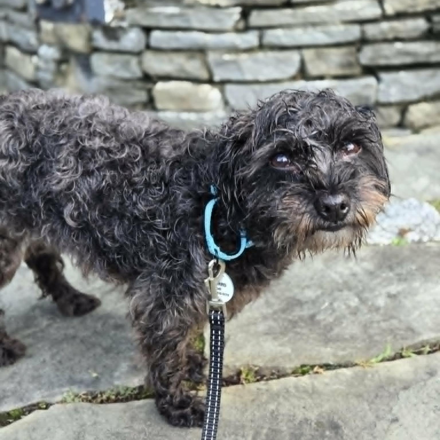 Enlarge Ginny, an adoptable mixed breed in Severn, MD image 3/5