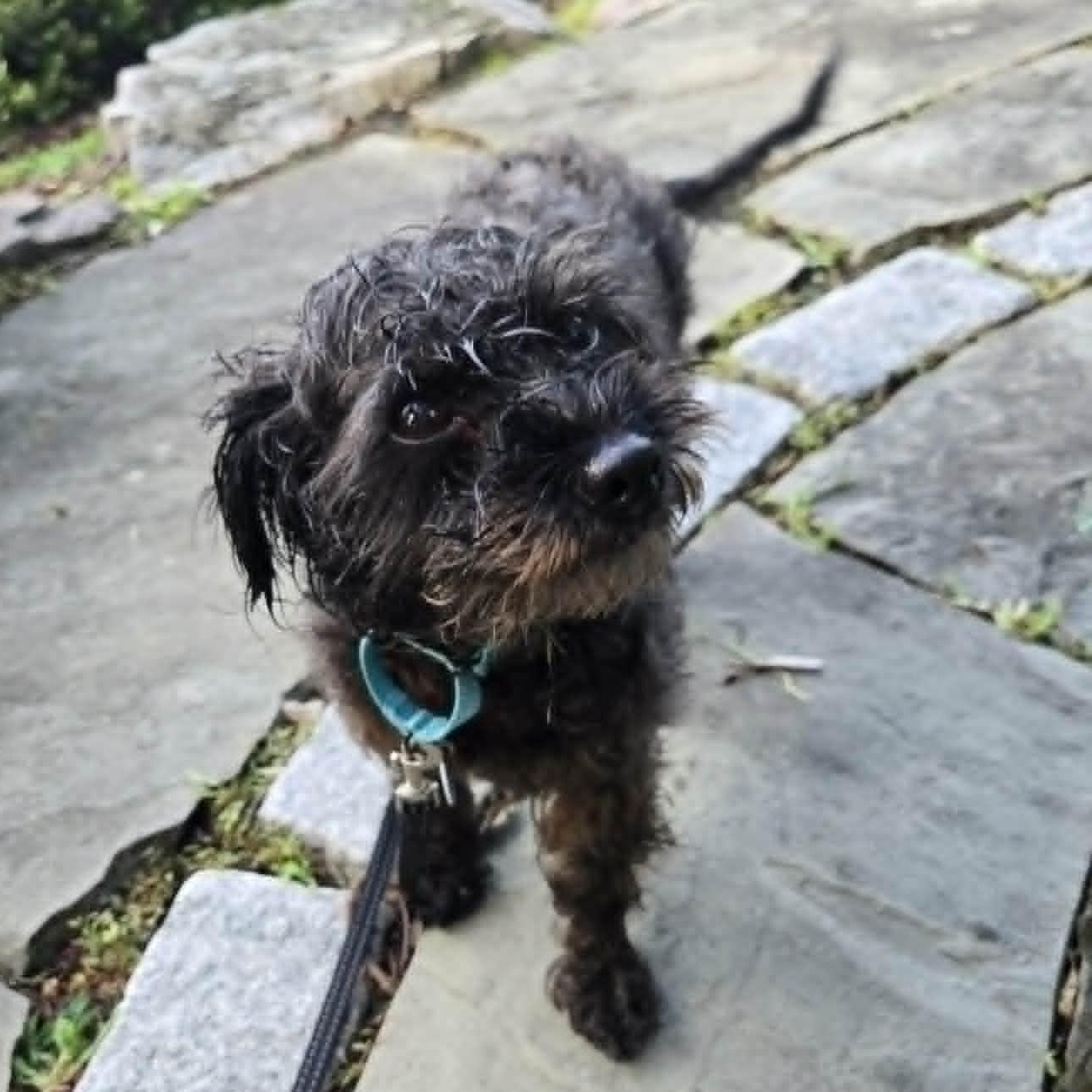 Enlarge Ginny, an adoptable mixed breed in Severn, MD image 4/5
