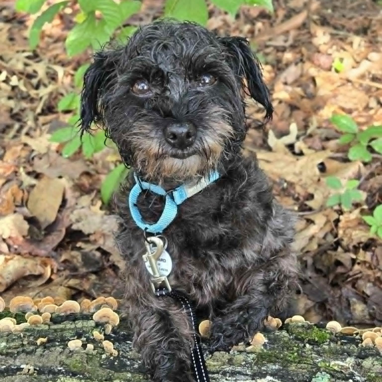 Enlarge Ginny, an adoptable mixed breed in Severn, MD image 1/5