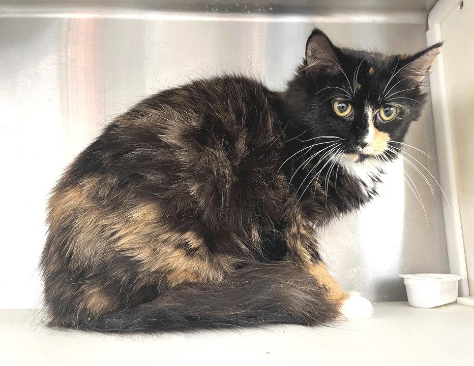 Enlarge Calliope, a Adopted Calico in Carrollton, GA image 1/3