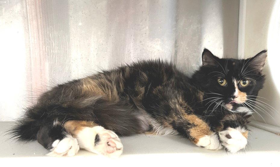 Enlarge Calliope, a Adopted Calico in Carrollton, GA image 2/3