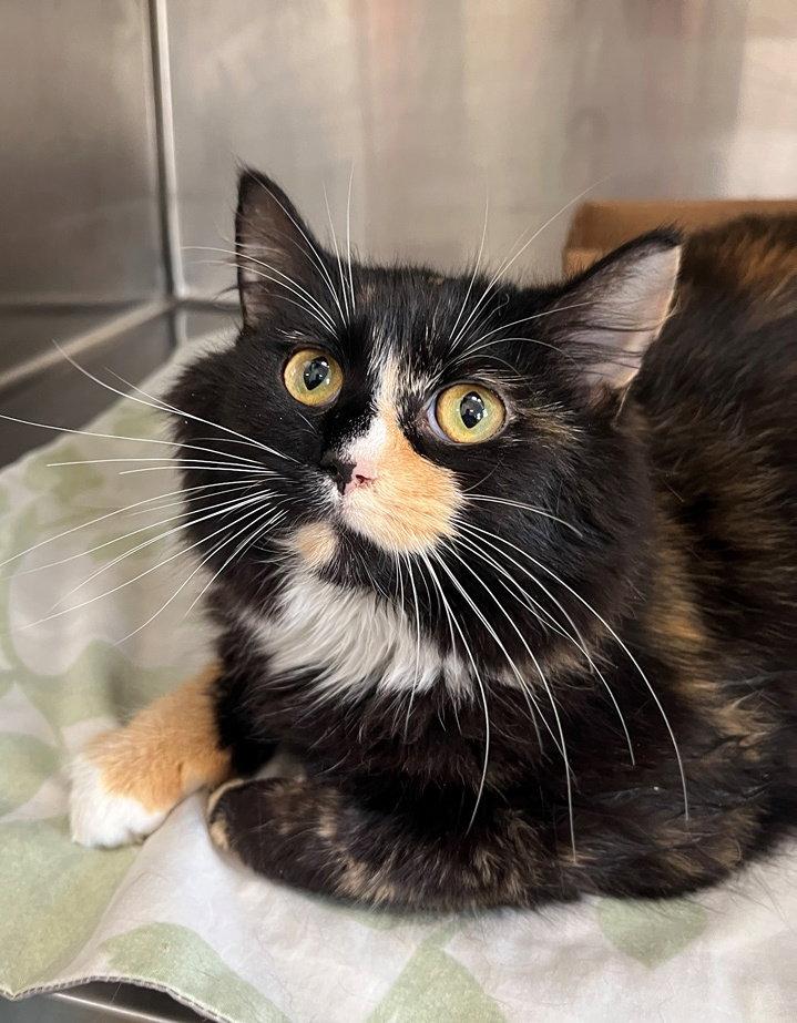 Enlarge Calliope, a Adopted Calico in Carrollton, GA image 3/3