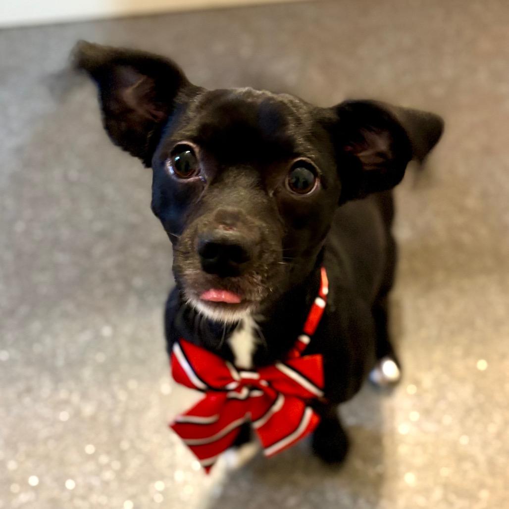 Oats, Adoptable, Adult Male Chihuahua.