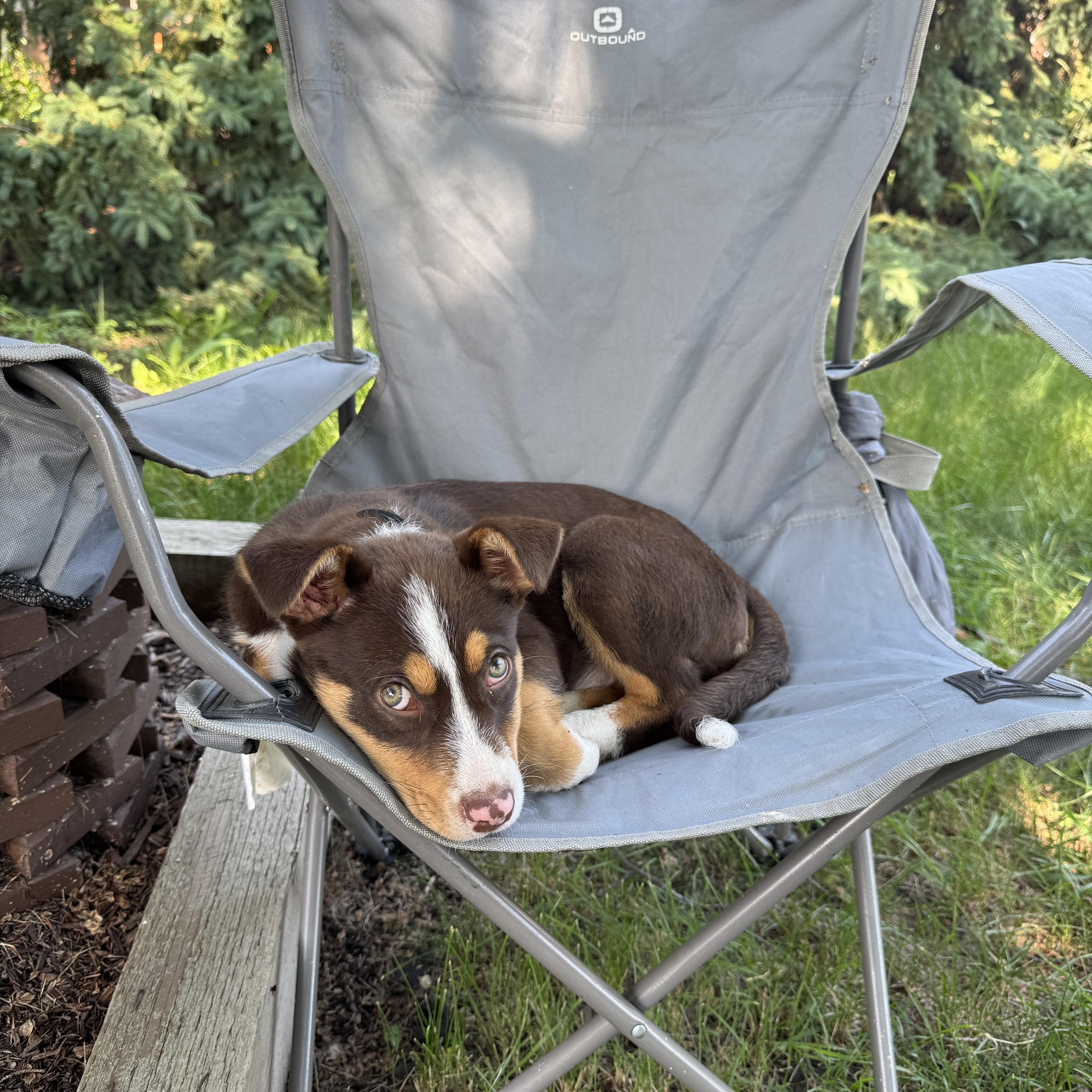 Claire, an adoptable mixed breed in Saskatoon, SK image 1/6