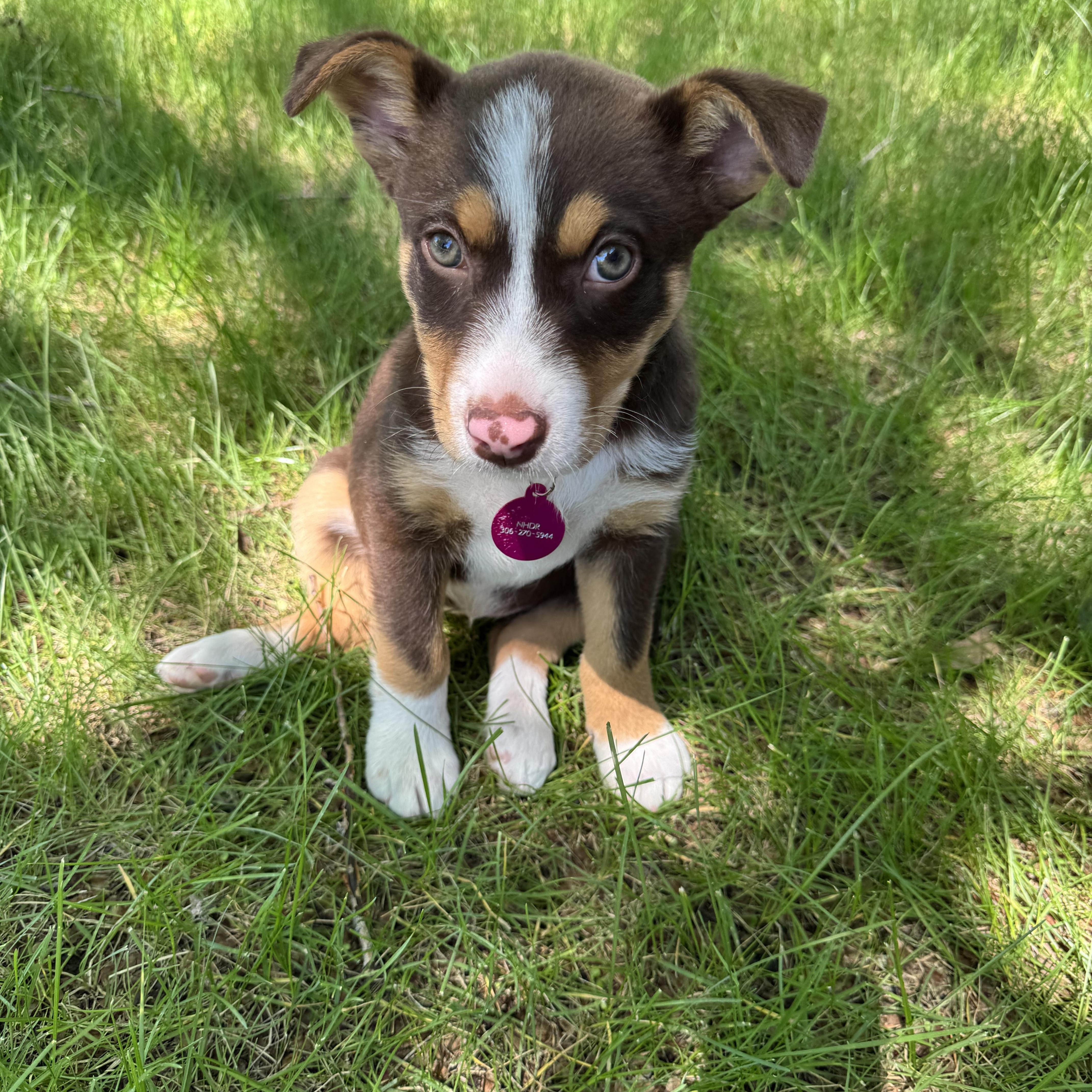 Claire, an adoptable mixed breed in Saskatoon, SK image 3/6