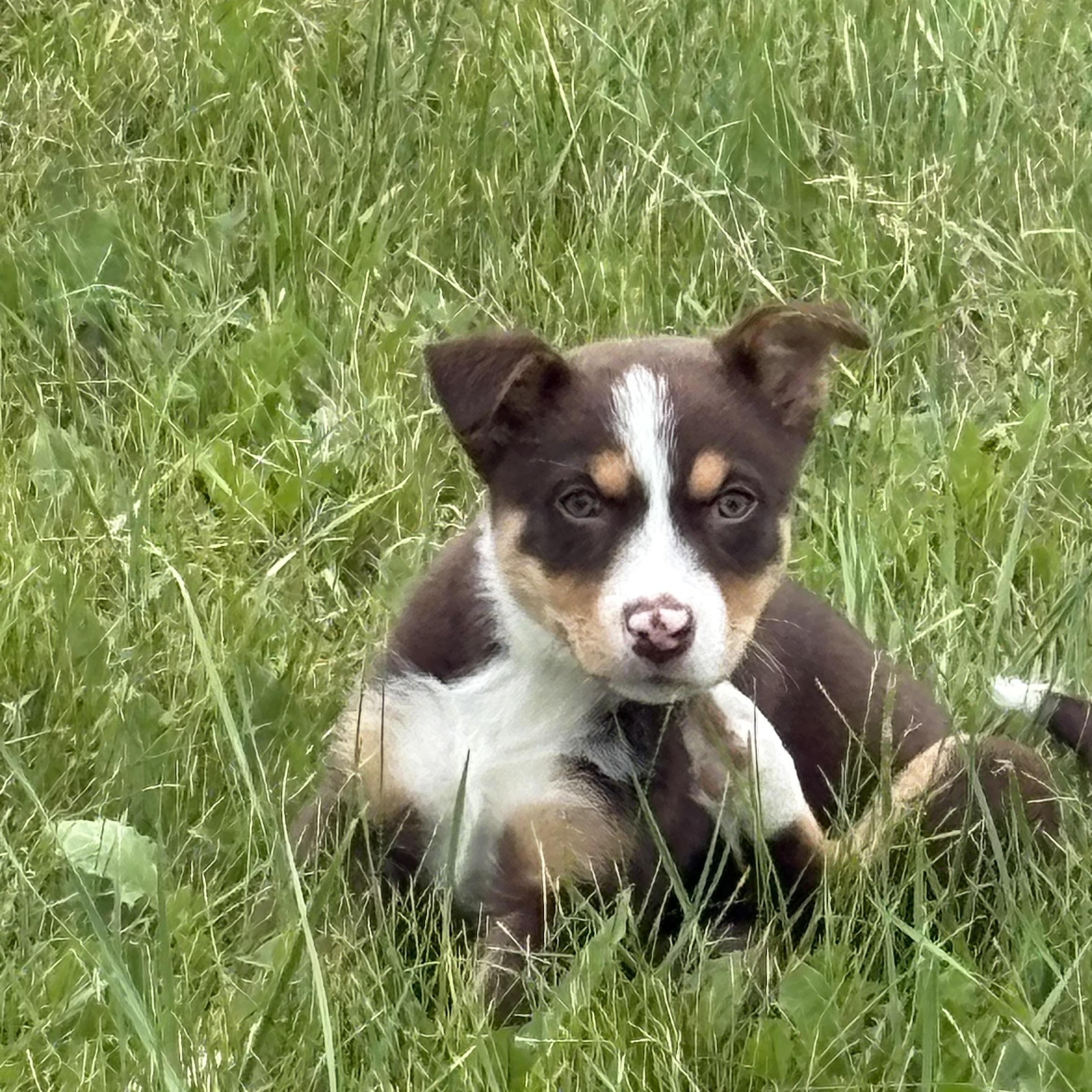 Claire, ADOPTABLE, Puppy Female Mixed Breed.
