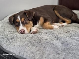 Claire, an adoptable mixed breed in Saskatoon, SK image 6/6