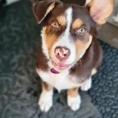 Claire, an adoptable mixed breed in Saskatoon, SK image 5/6