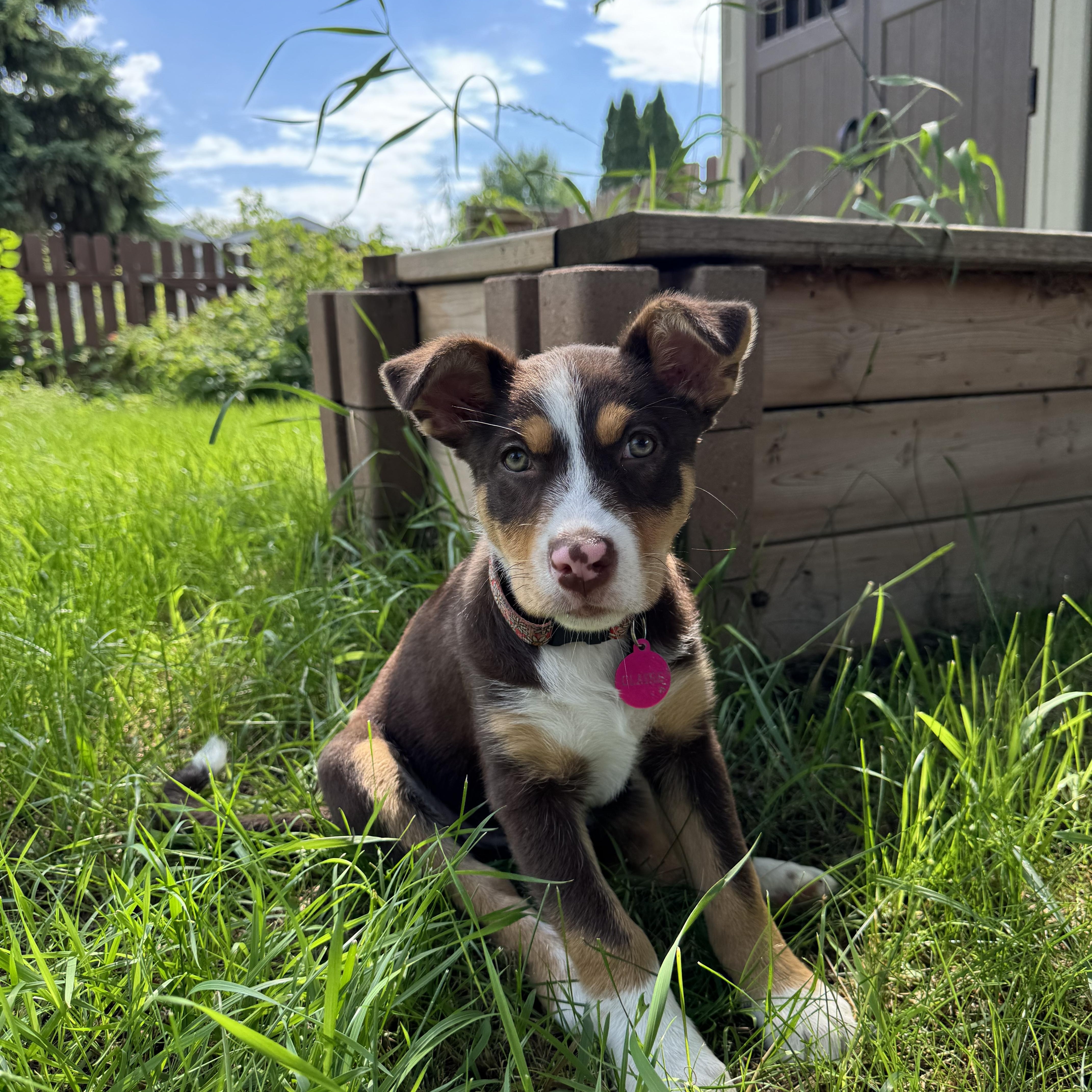 Claire, an adoptable mixed breed in Saskatoon, SK image 4/6