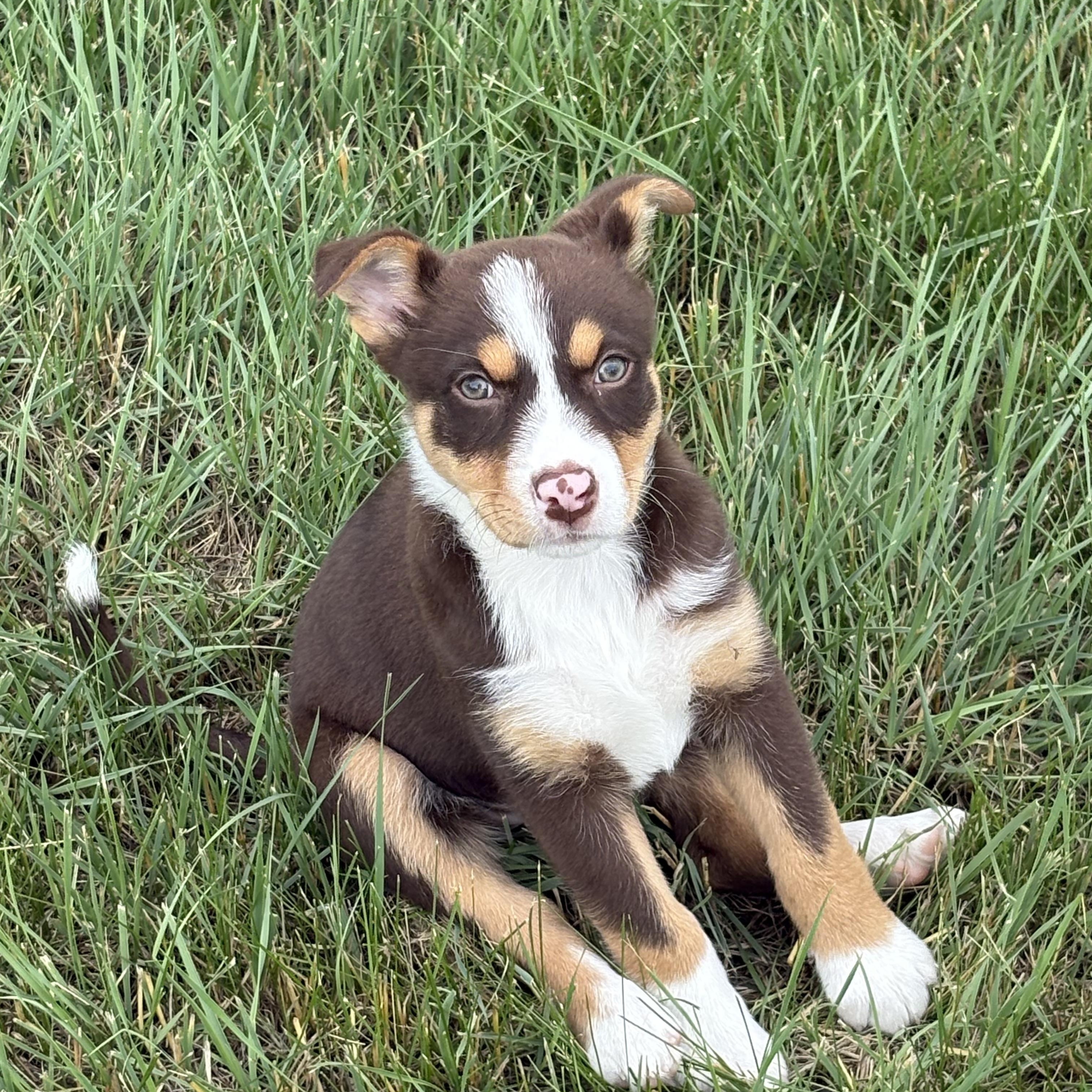 Enlarge Claire, a ADOPTABLE mixed breed in Saskatoon, SK image 2/2