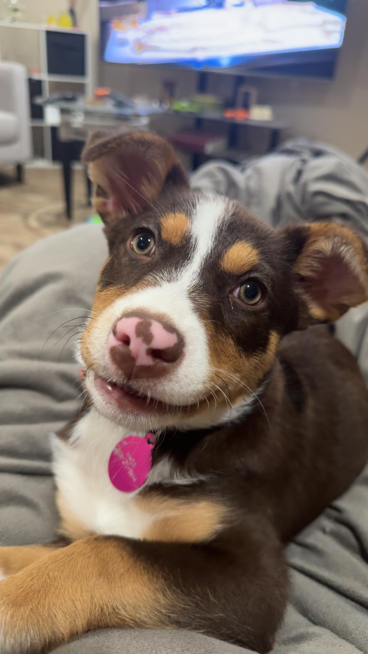 Claire, an adoptable mixed breed in Saskatoon, SK image 2/6