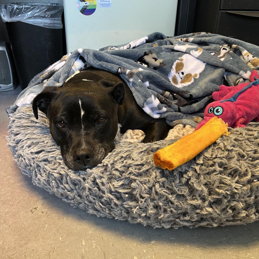 Frankie, Adoptable, Adult Female Black Labrador Retriever & Pit Bull Terrier.