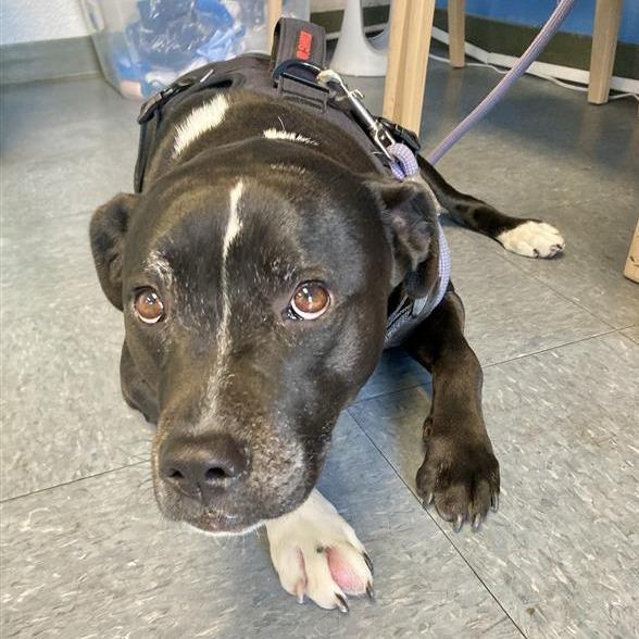 Enlarge Frankie, a Adoptable mixed breed in Hawthorne, CA image 1/2