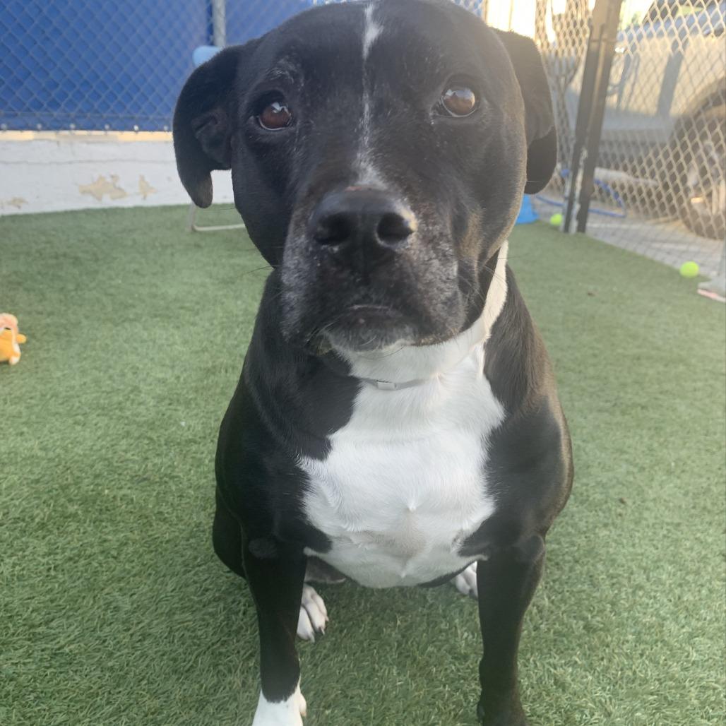 Frankie, Adoptable, Adult Female Black Labrador Retriever & Pit Bull Terrier.