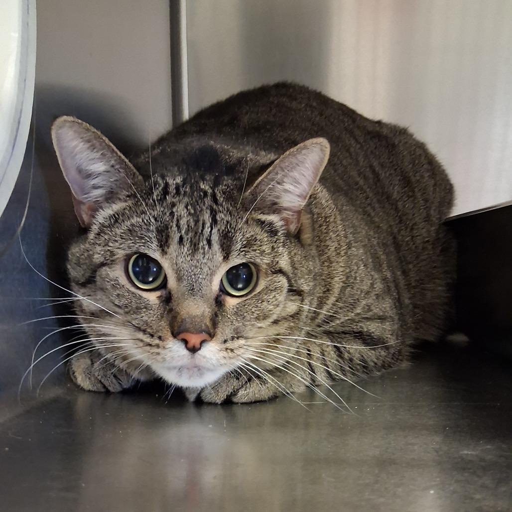Gunnar, Adoptable, Adult Male Domestic Short Hair.