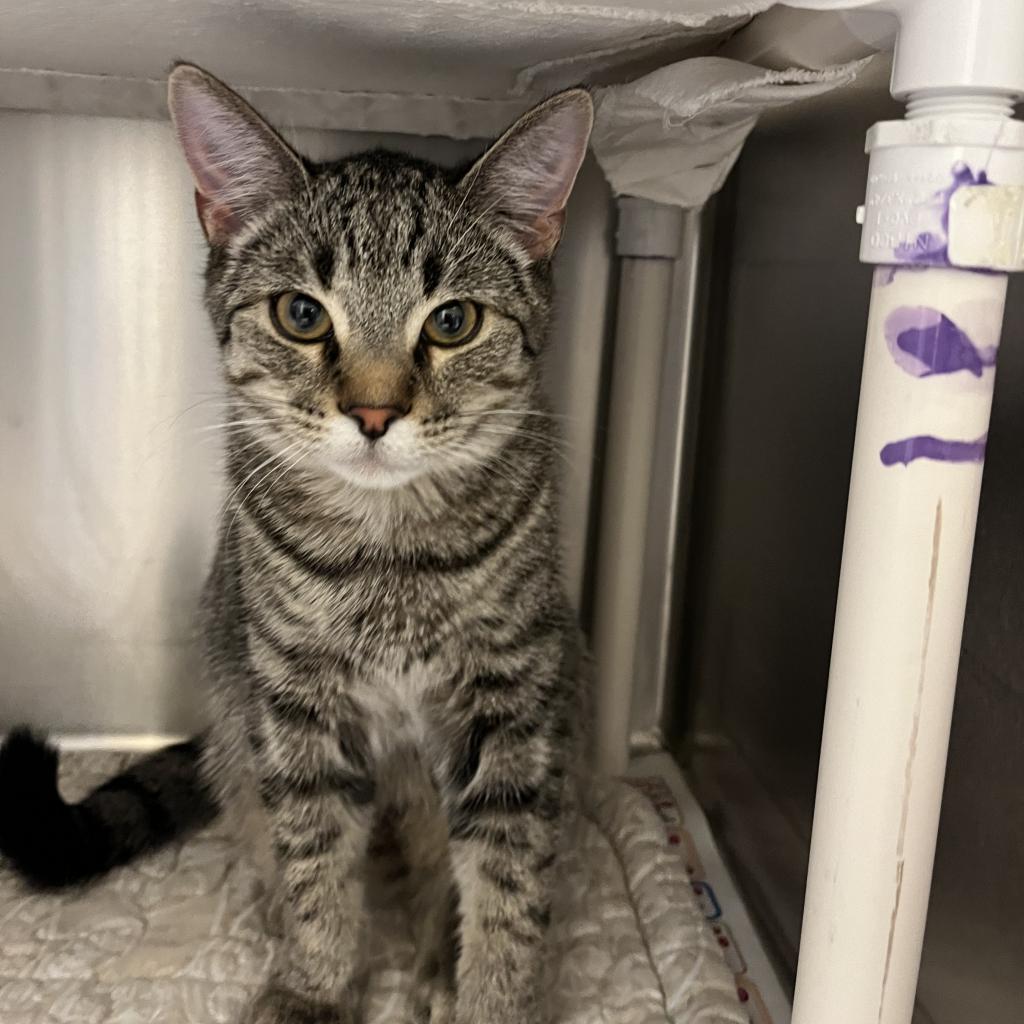 Enlarge Gunnar, a Adoptable Domestic Short Hair in International Falls, MN image 2/2