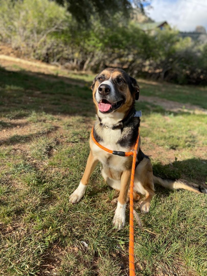 Nixie, Adopted, Adult Female German Shepherd Dog.