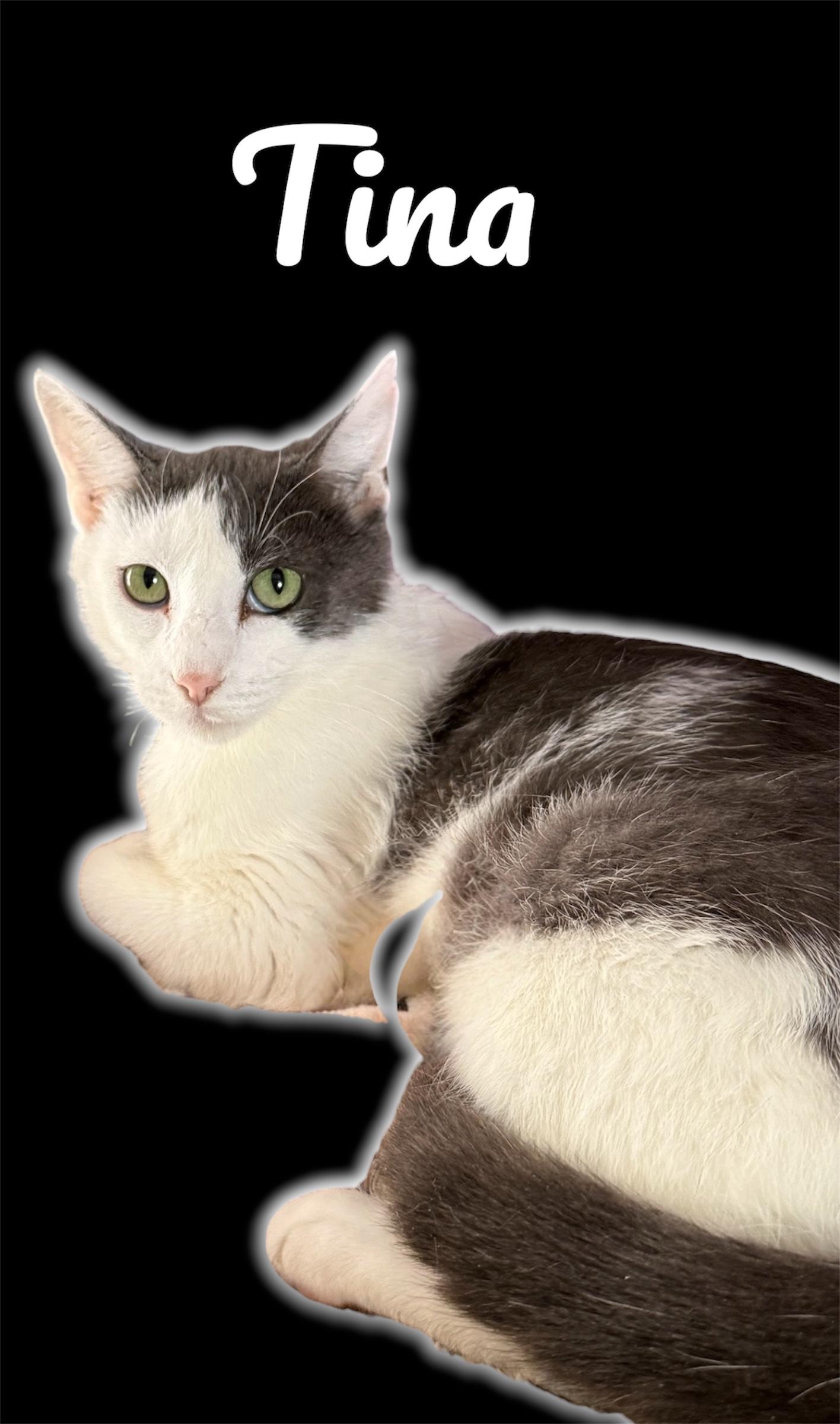 Enlarge Tina, a ADOPTABLE Domestic Short Hair in Auburn, CA image 1/1