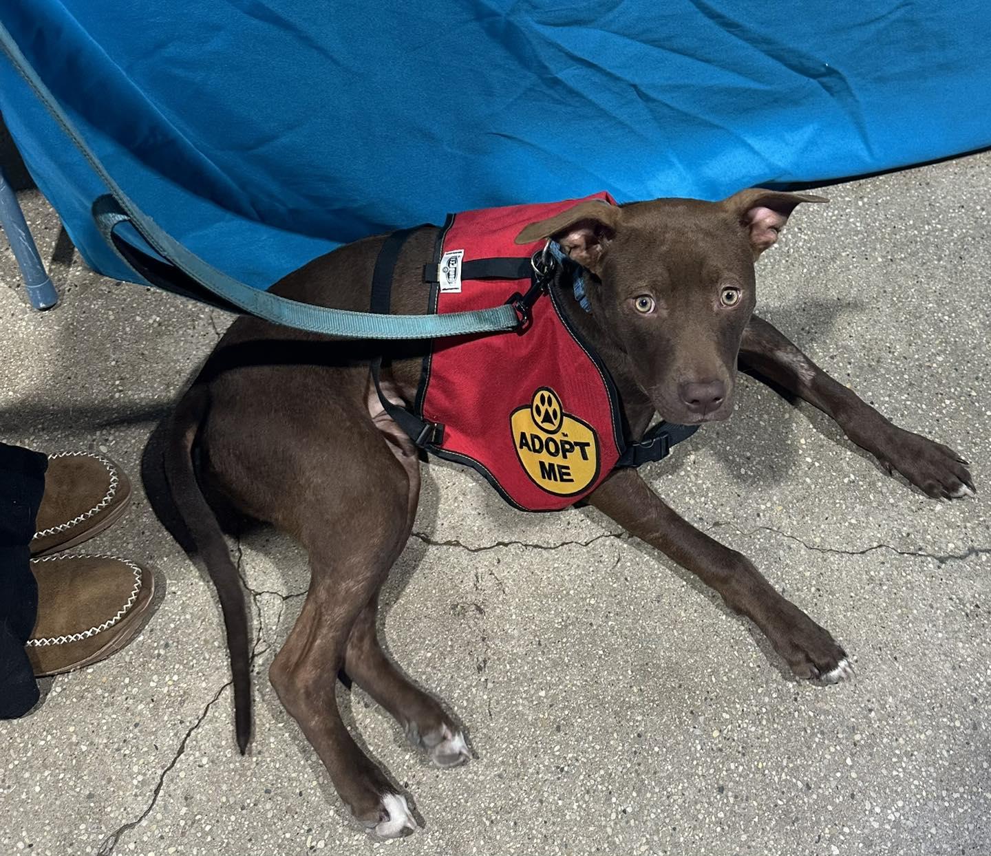 Nyla, adopted, Young Female Pit Bull Terrier.