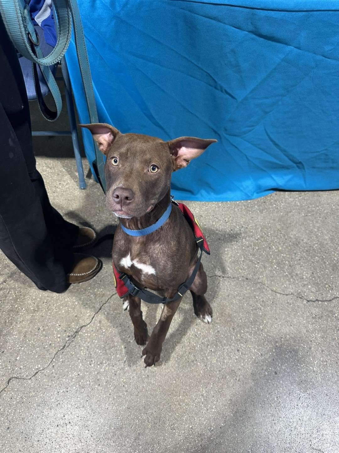 Enlarge Nyla, an adopted mixed breed in Crown Point, IN image 2/6