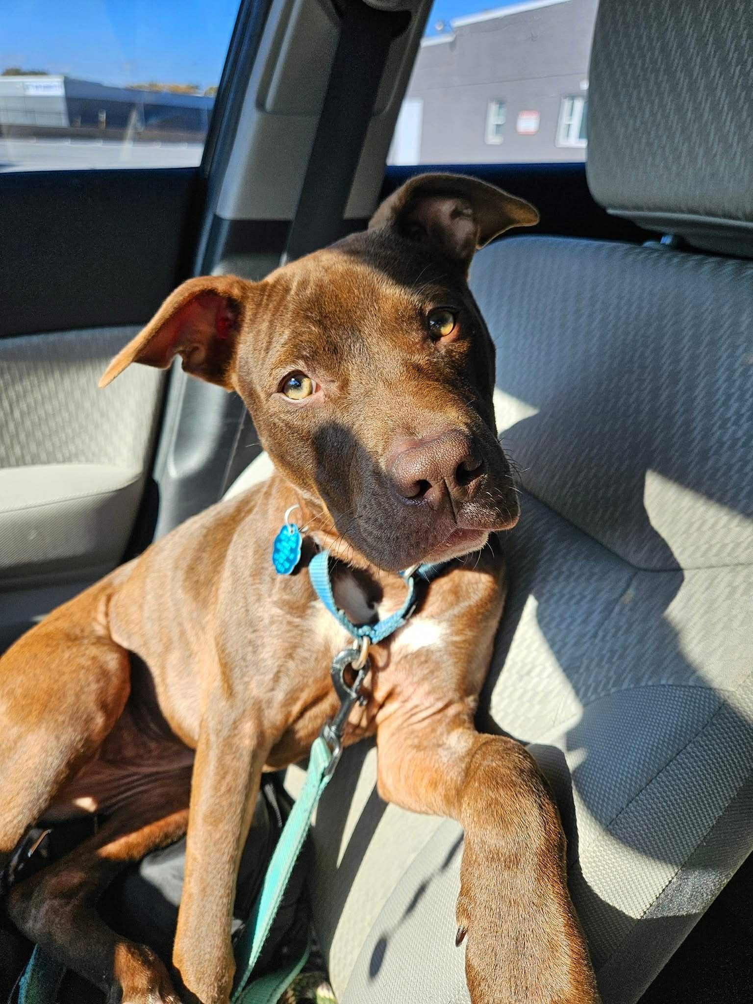 Enlarge Nyla, an adopted mixed breed in Crown Point, IN image 3/6