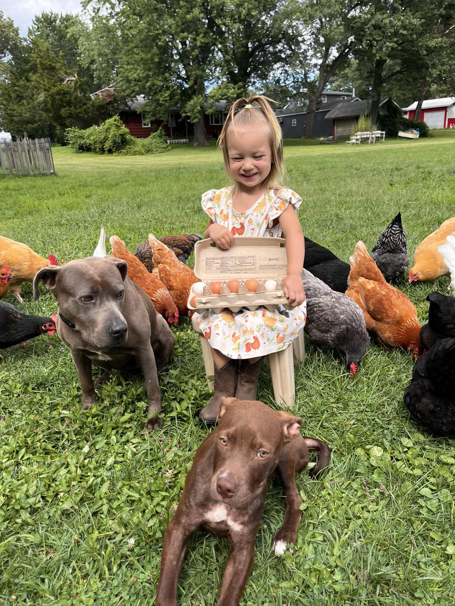 Enlarge Nyla, an adopted mixed breed in Crown Point, IN image 4/6