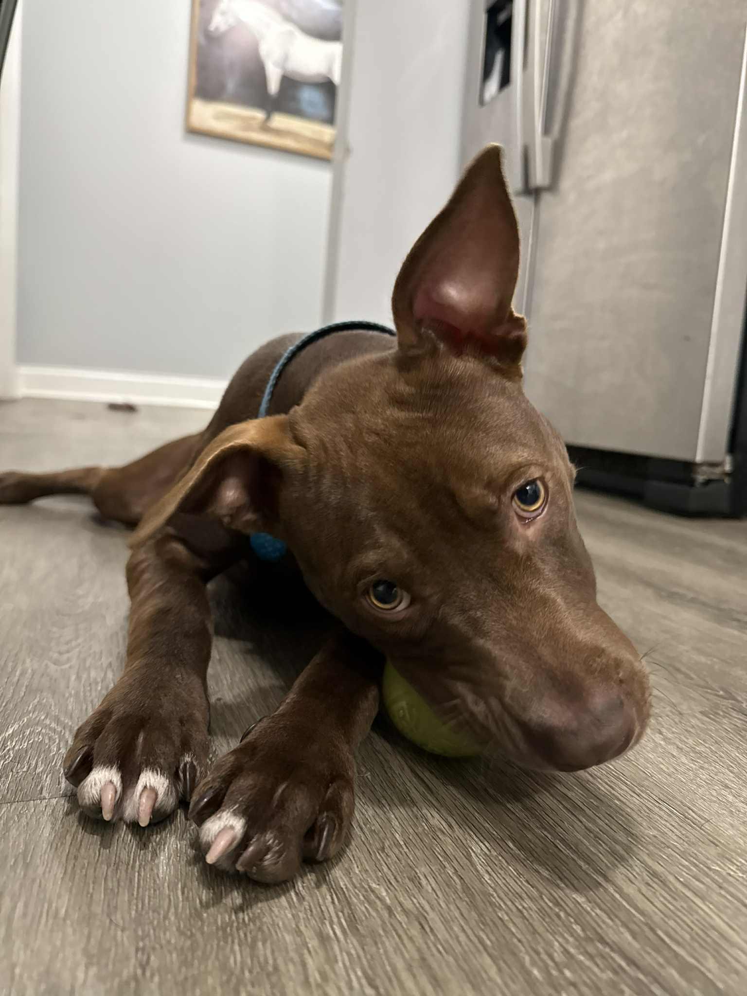 Enlarge Nyla, an adopted mixed breed in Crown Point, IN image 5/6