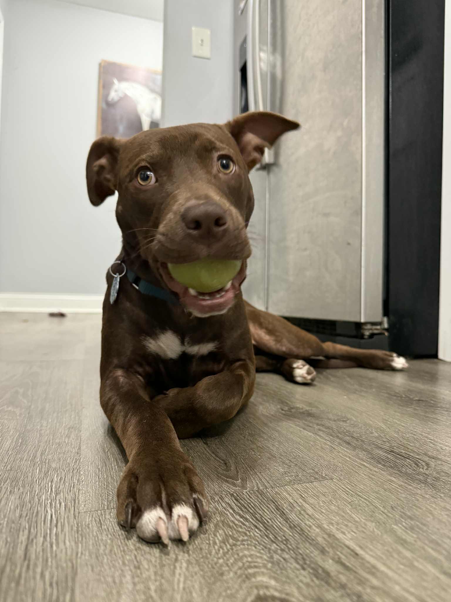 Enlarge Nyla, an adopted mixed breed in Crown Point, IN image 6/6