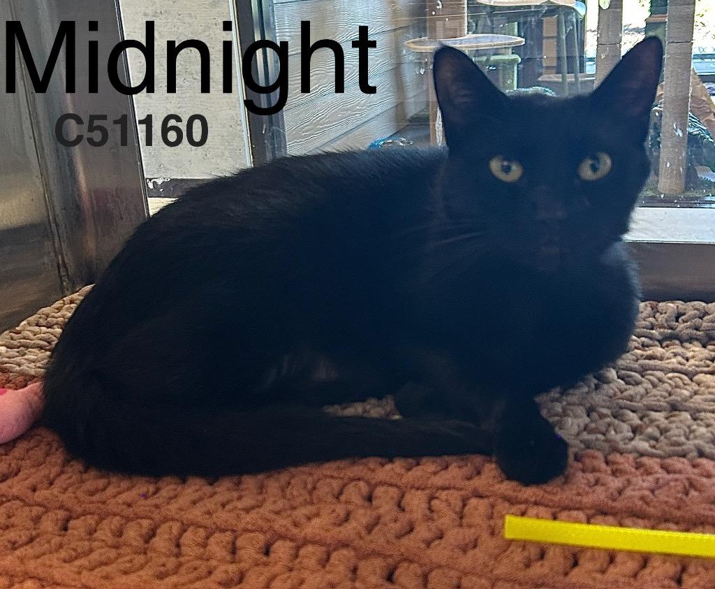 Enlarge Midnight, a Adoptable mixed breed image 1/1