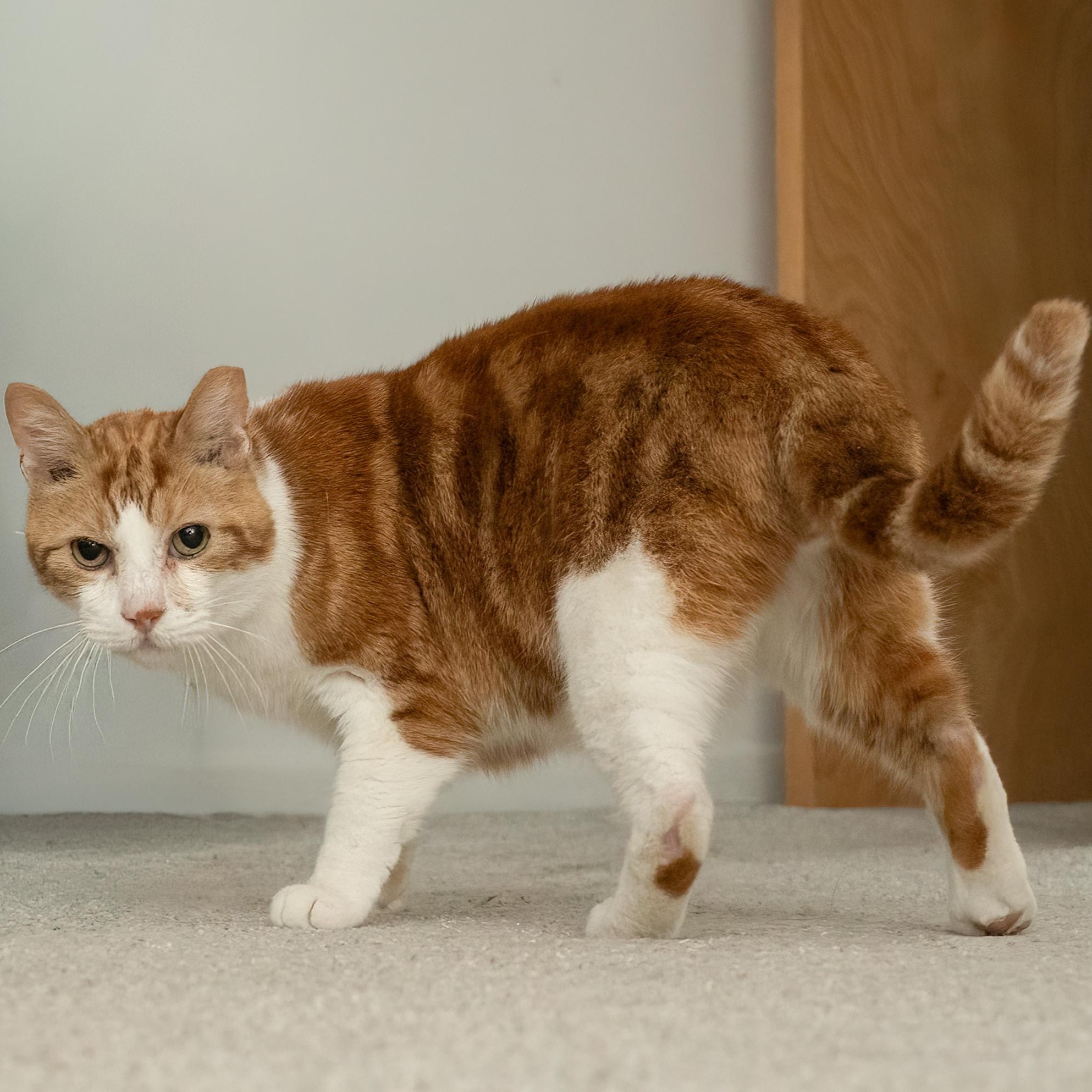 Enlarge Sandals, a ADOPTABLE American Shorthair in Bloomfield, NJ image 4/4