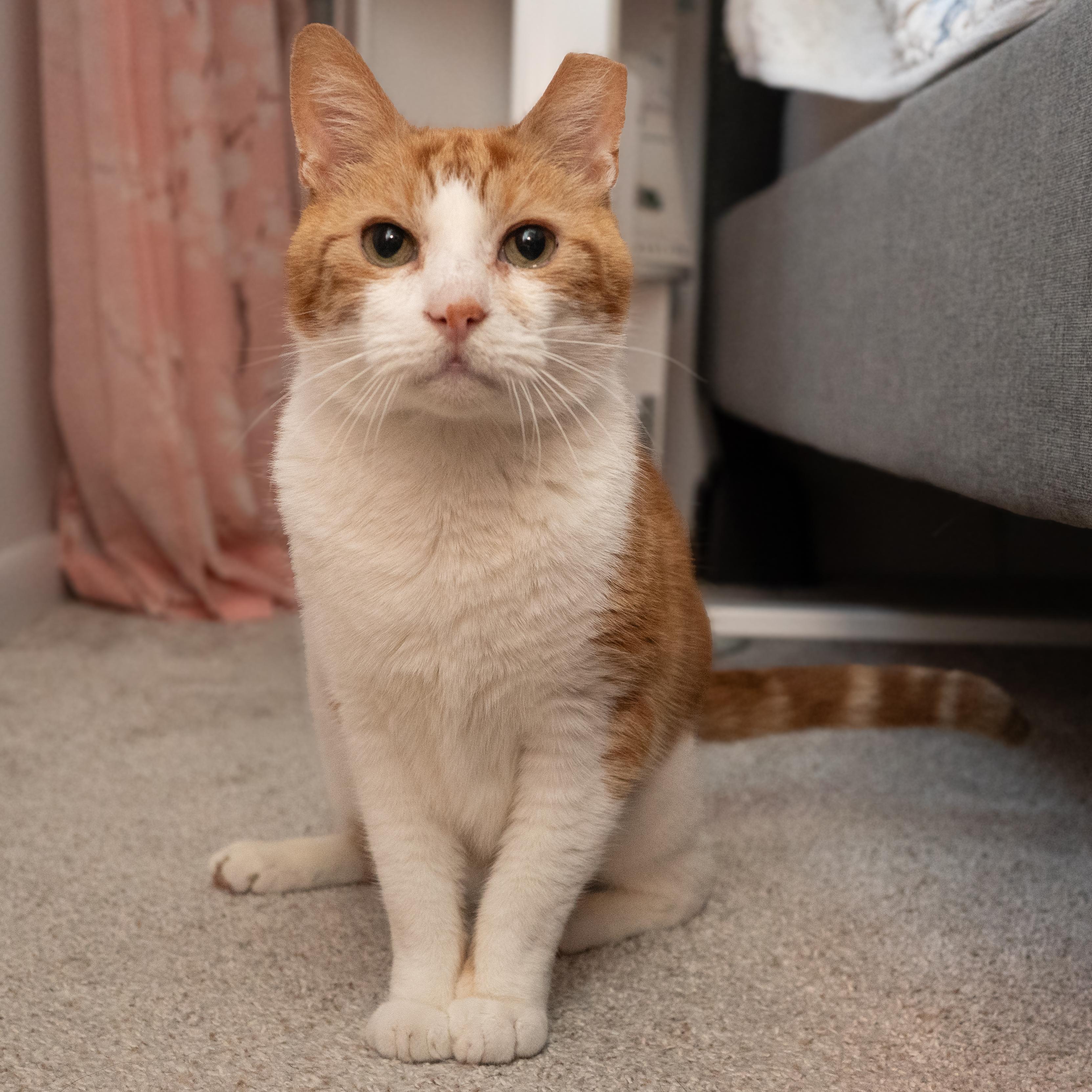 Sandals, ADOPTABLE, Adult Male American Shorthair.