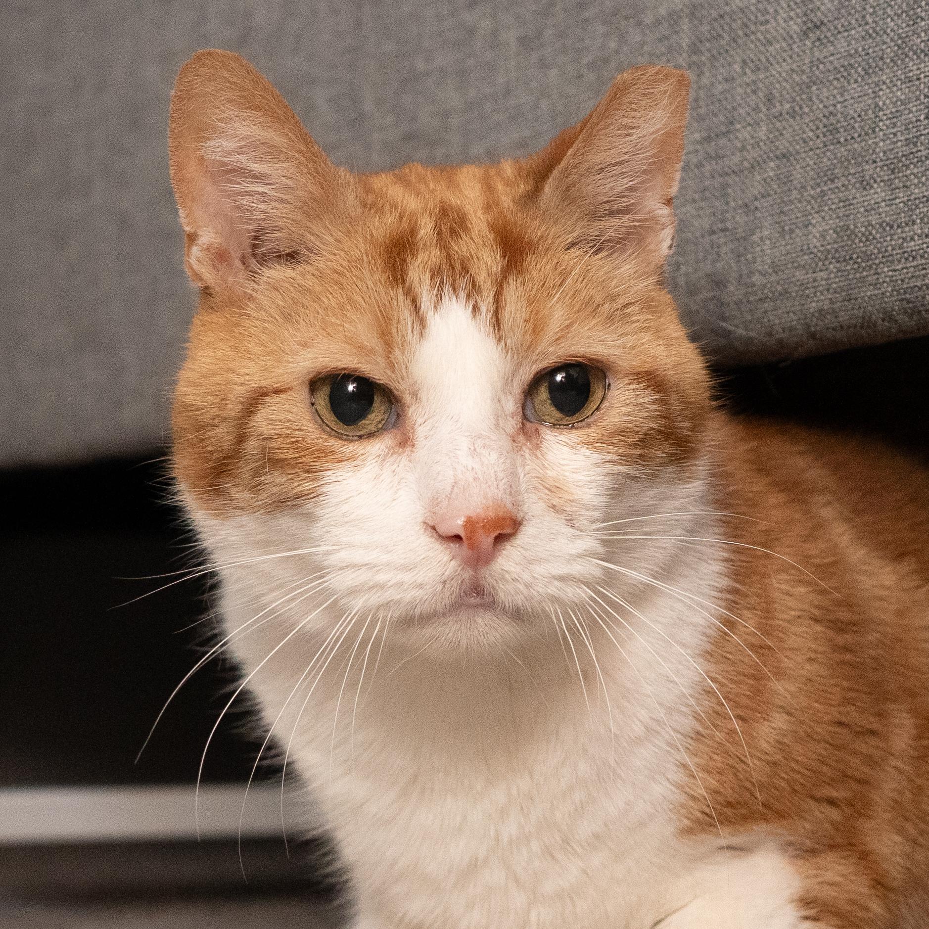 Enlarge Sandals, a ADOPTABLE American Shorthair in Bloomfield, NJ image 2/4