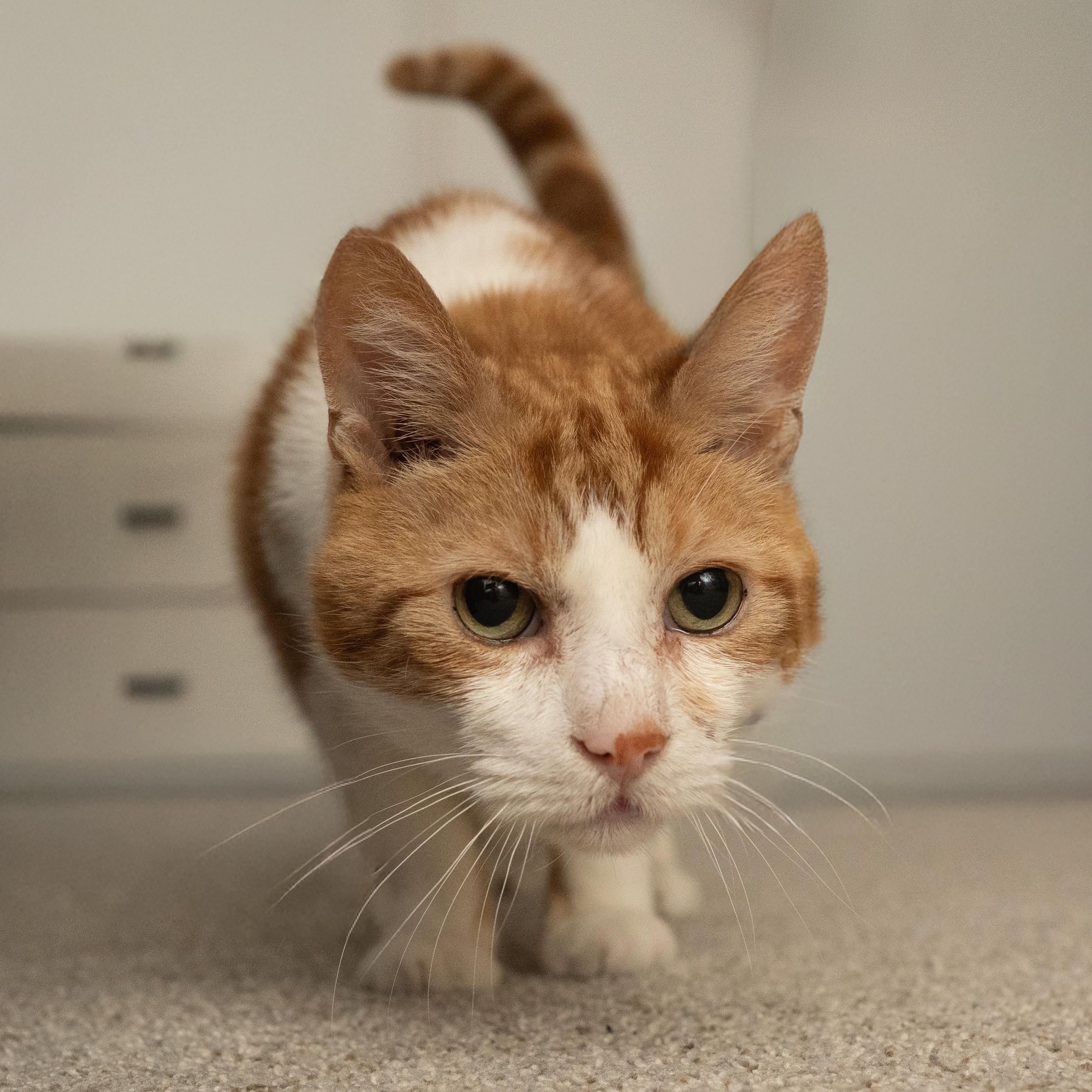 Enlarge Sandals, a ADOPTABLE American Shorthair in Bloomfield, NJ image 3/4