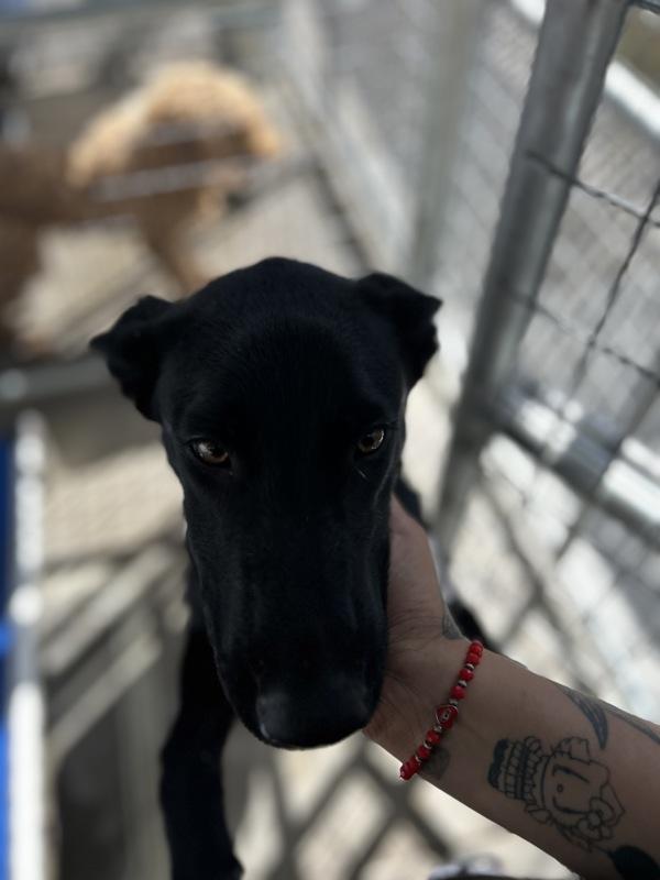 Enlarge Ray, a Adoptable mixed breed in Victorville, CA image 2/2