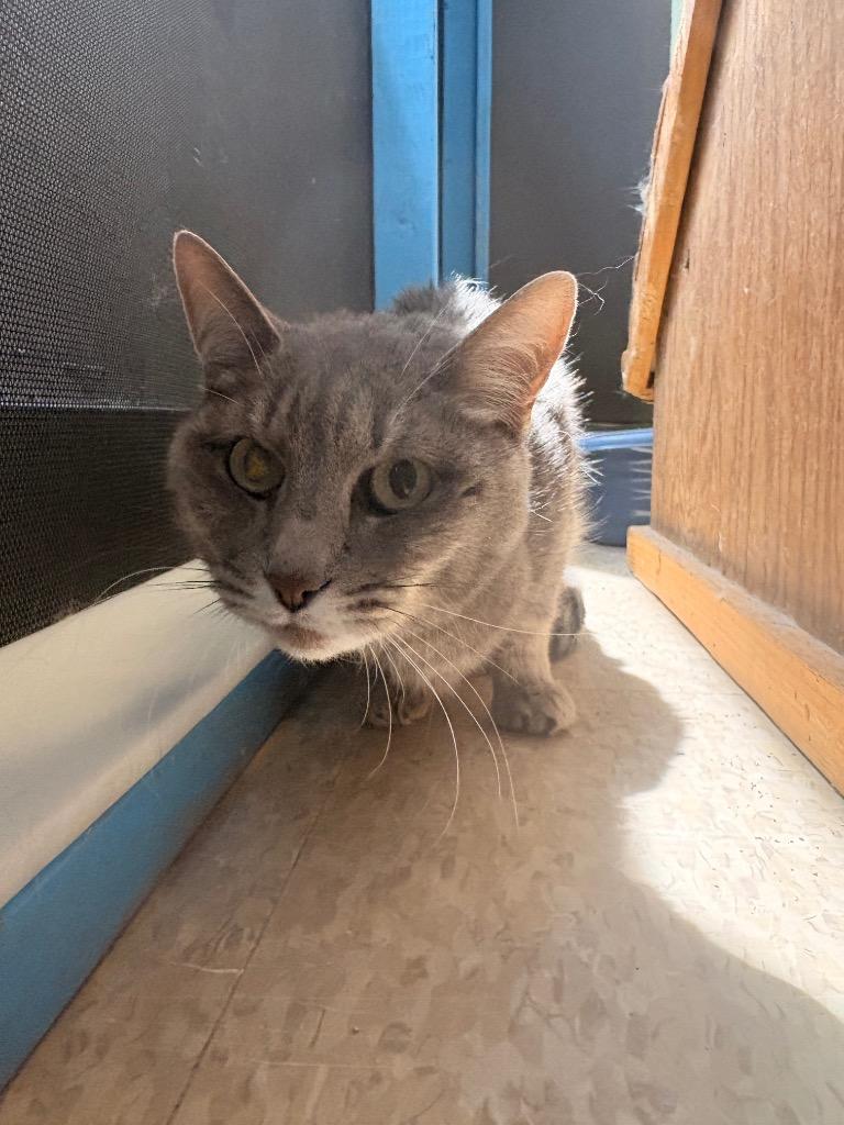 Enlarge Spice, a Adoptable mixed breed in Heber City, UT image 1/1