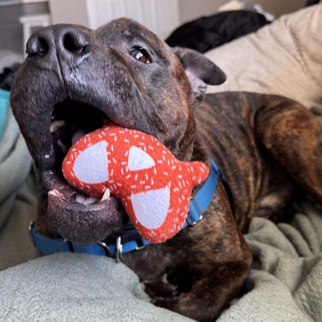 Kiowa, Adoptable, Adult Male Mixed Breed.