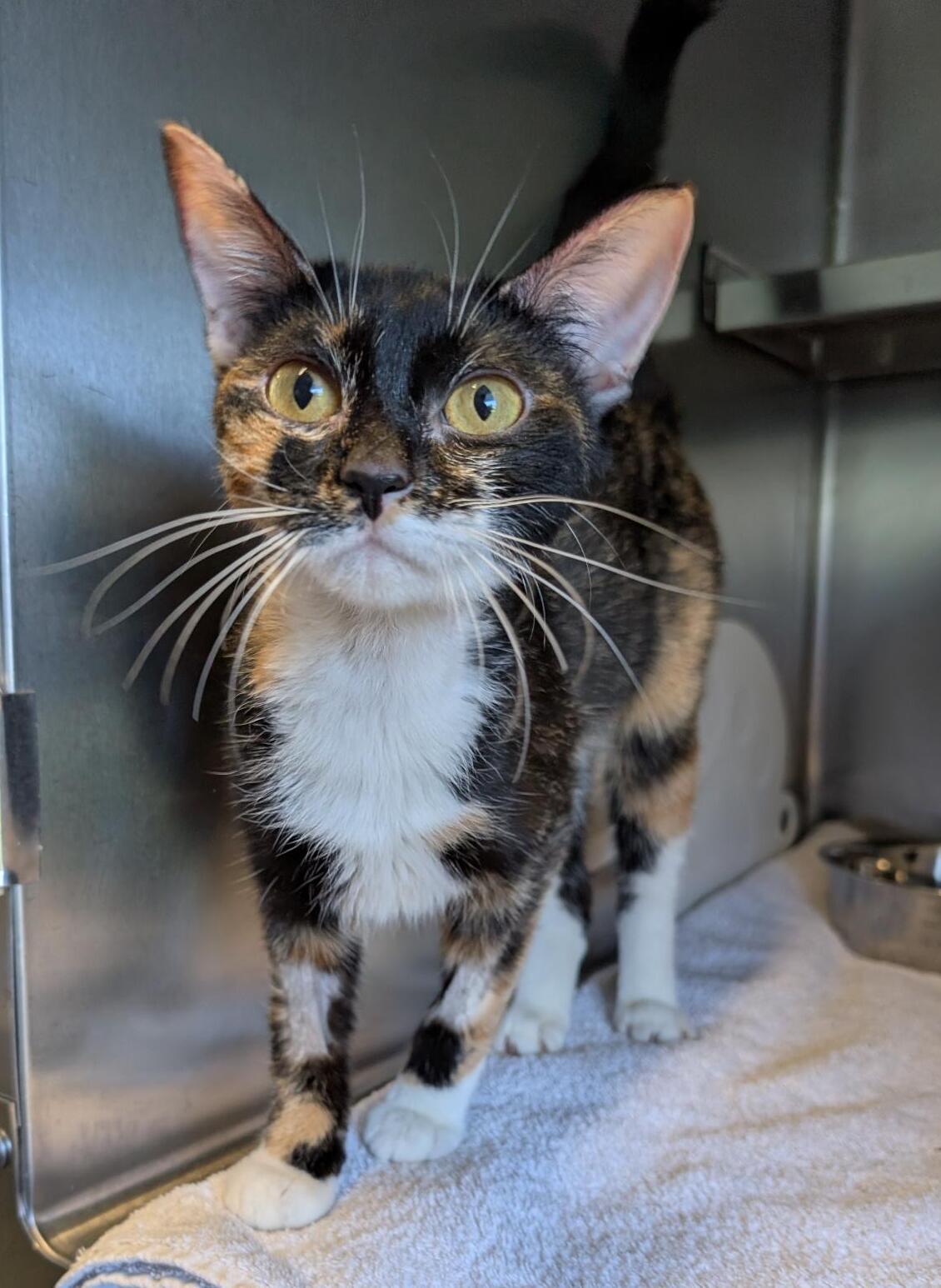 Tammy, ADOPTABLE, Young Female Domestic Short Hair.