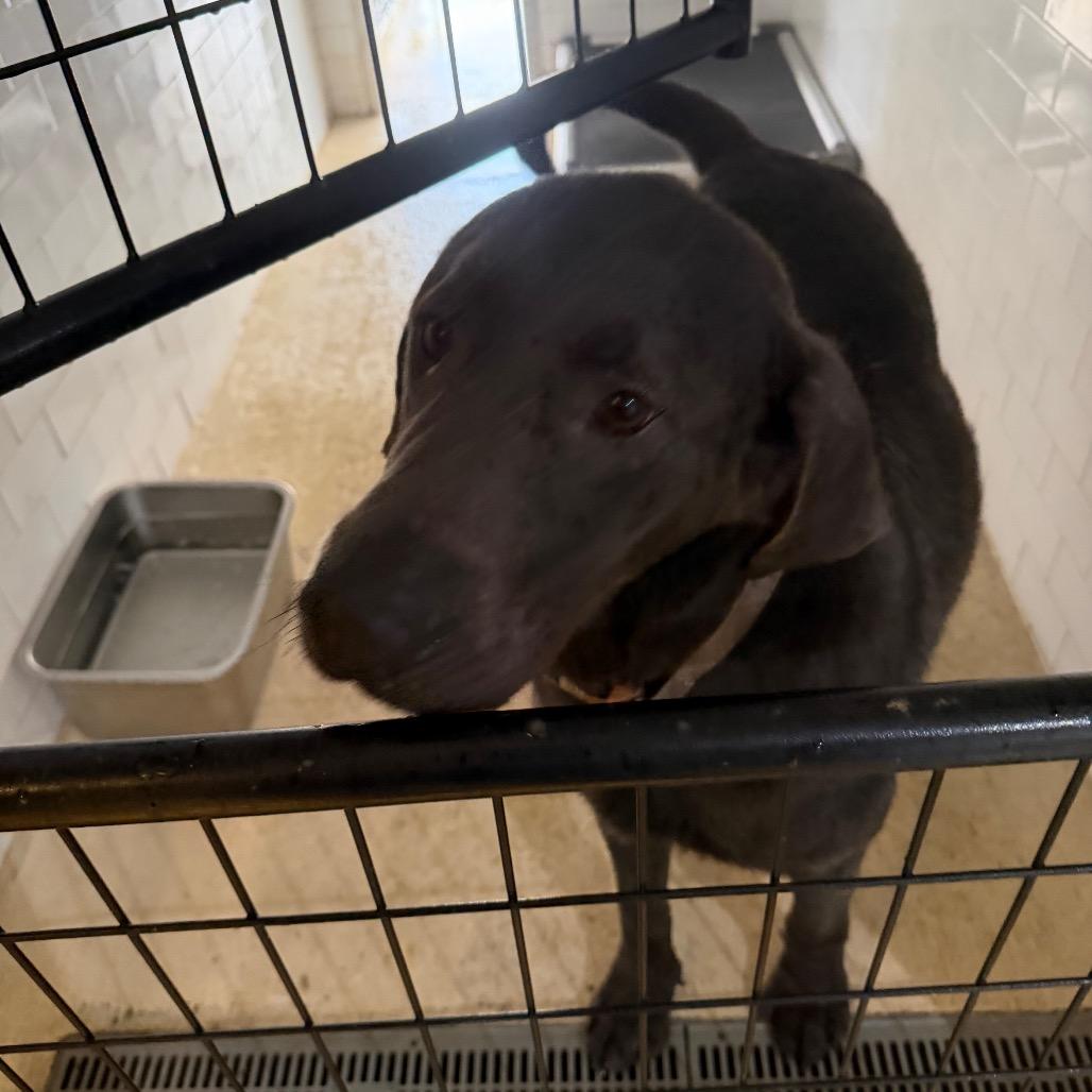 Duke 3, Adoptable, Adult Male Chocolate Labrador Retriever & Black Labrador Retriever.