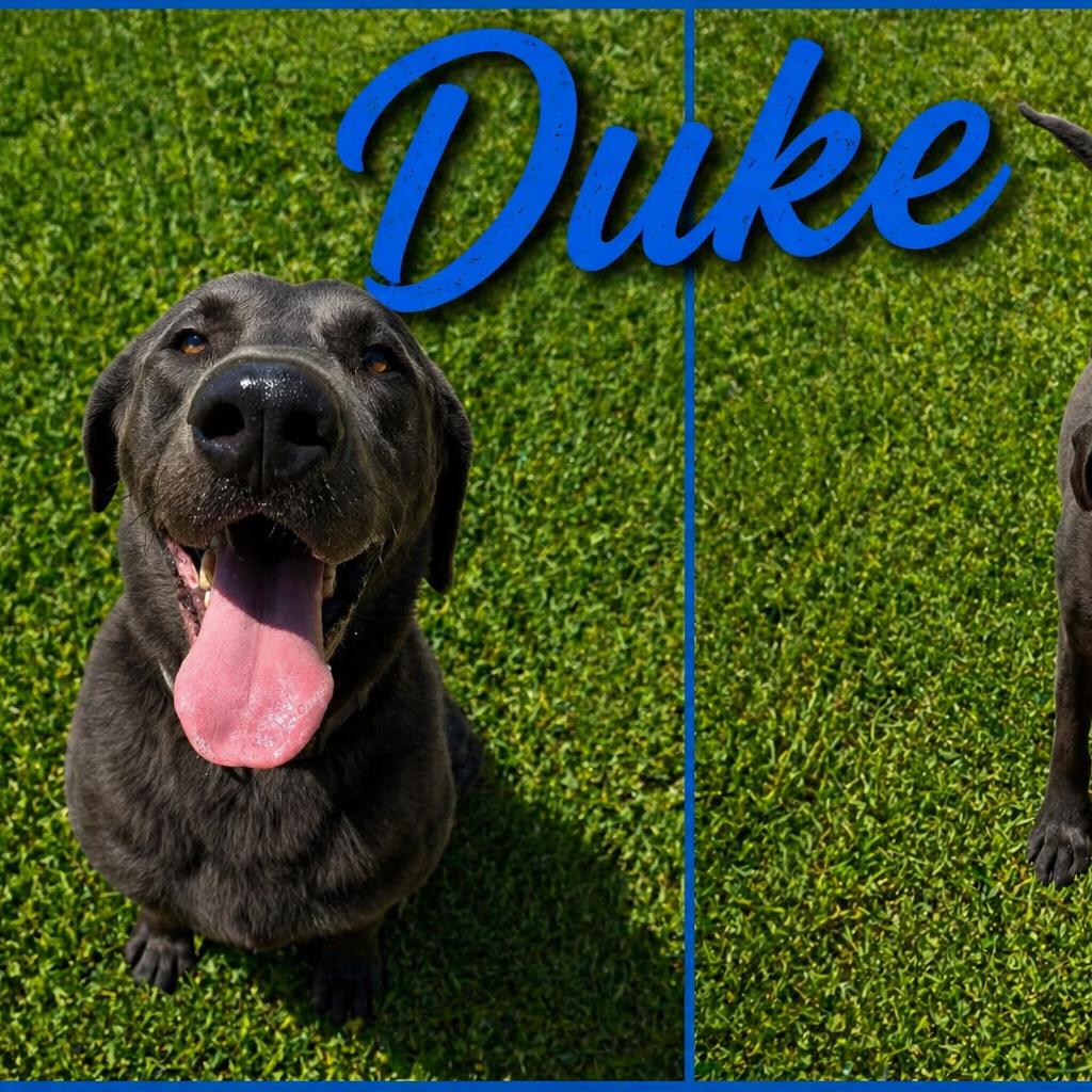 Enlarge Duke 3, a Adoptable mixed breed in Hohenwald, TN image 4/5