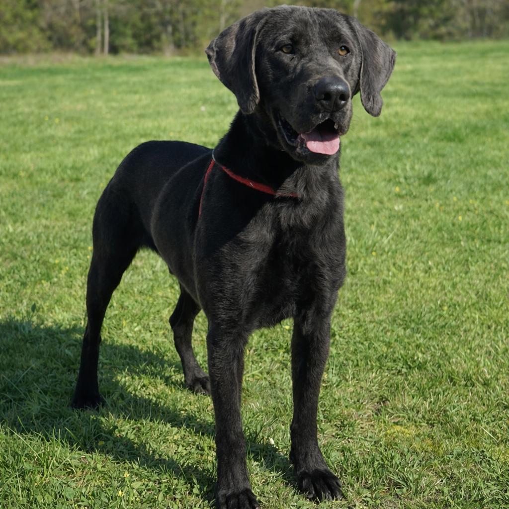 Duke 3, a Adoptable mixed breed in Hohenwald, TN image 4/4