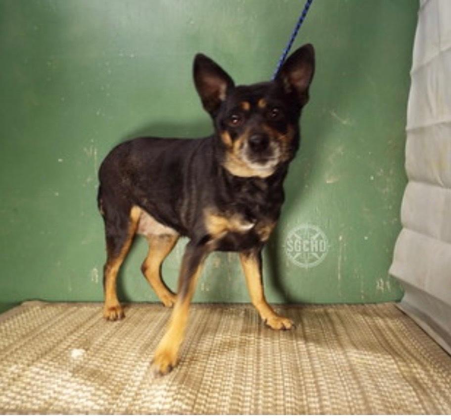 Ellie, Adoptable, Senior Female Chihuahua.