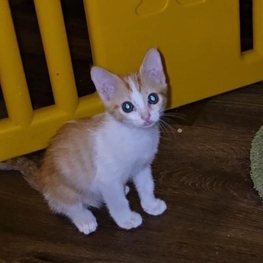 PUMPKIN, Adopted, Young Female Domestic Short Hair.