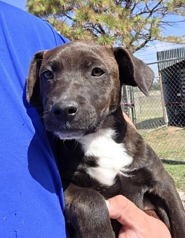 Pterry, a ADOPTABLE mixed breed in Riverside, IA image 1/2