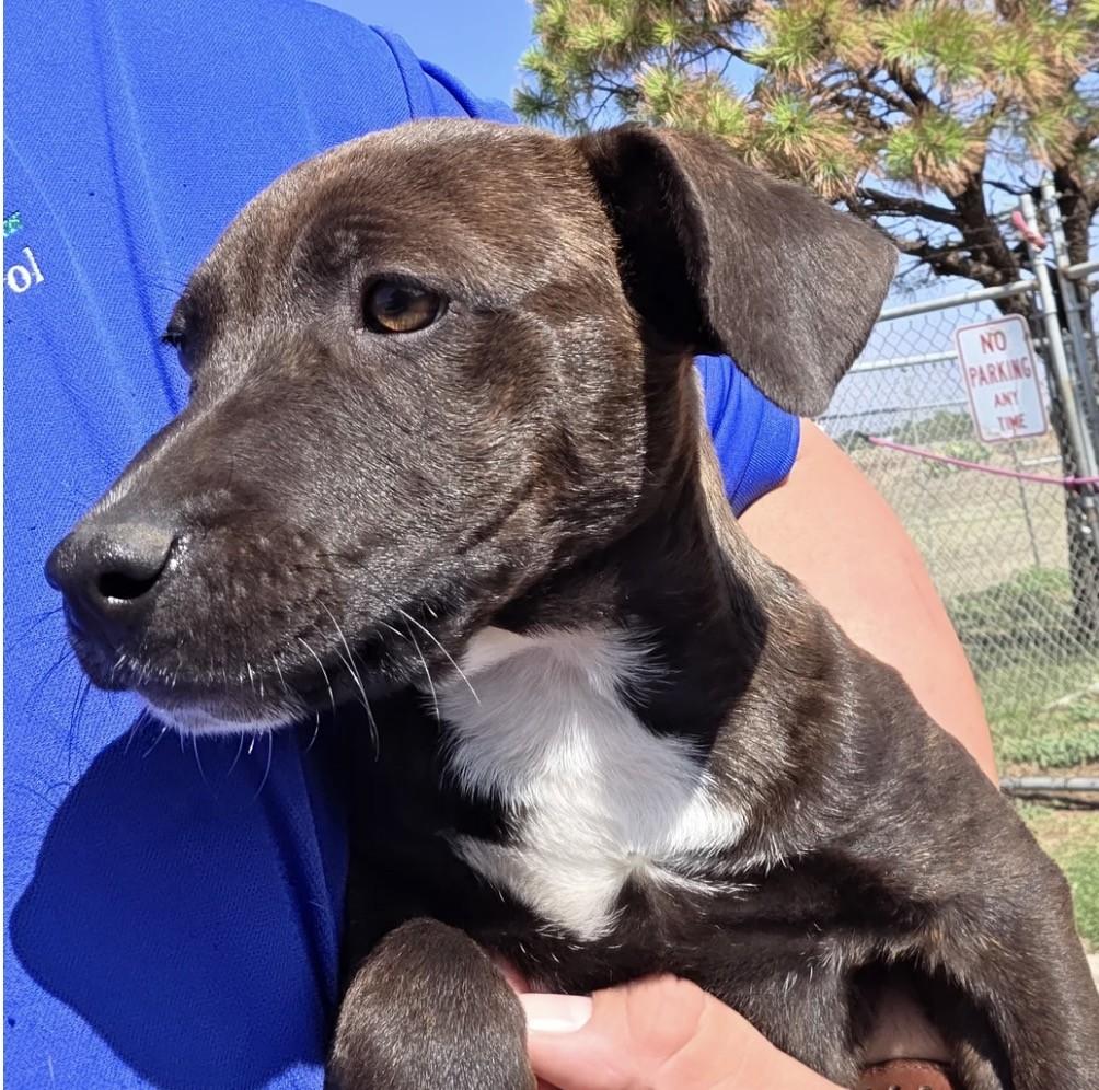 Pterry, a ADOPTABLE mixed breed in Riverside, IA image 2/2