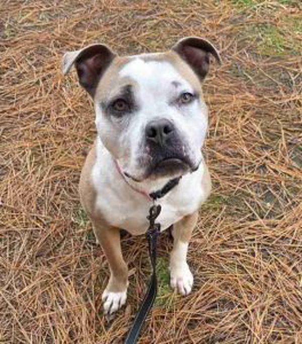 Enlarge Skye, a Adoptable mixed breed in Salisbury, MD image 1/1