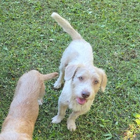 Ozzy, ADOPTABLE, Adult Male Lhasa Apso.